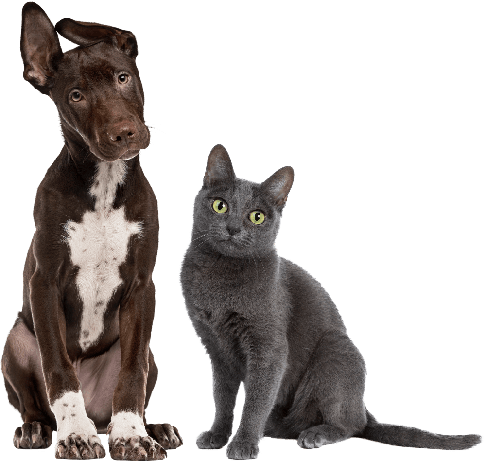 Best Veterinary Hospital In Chagrin Falls, OH 44023