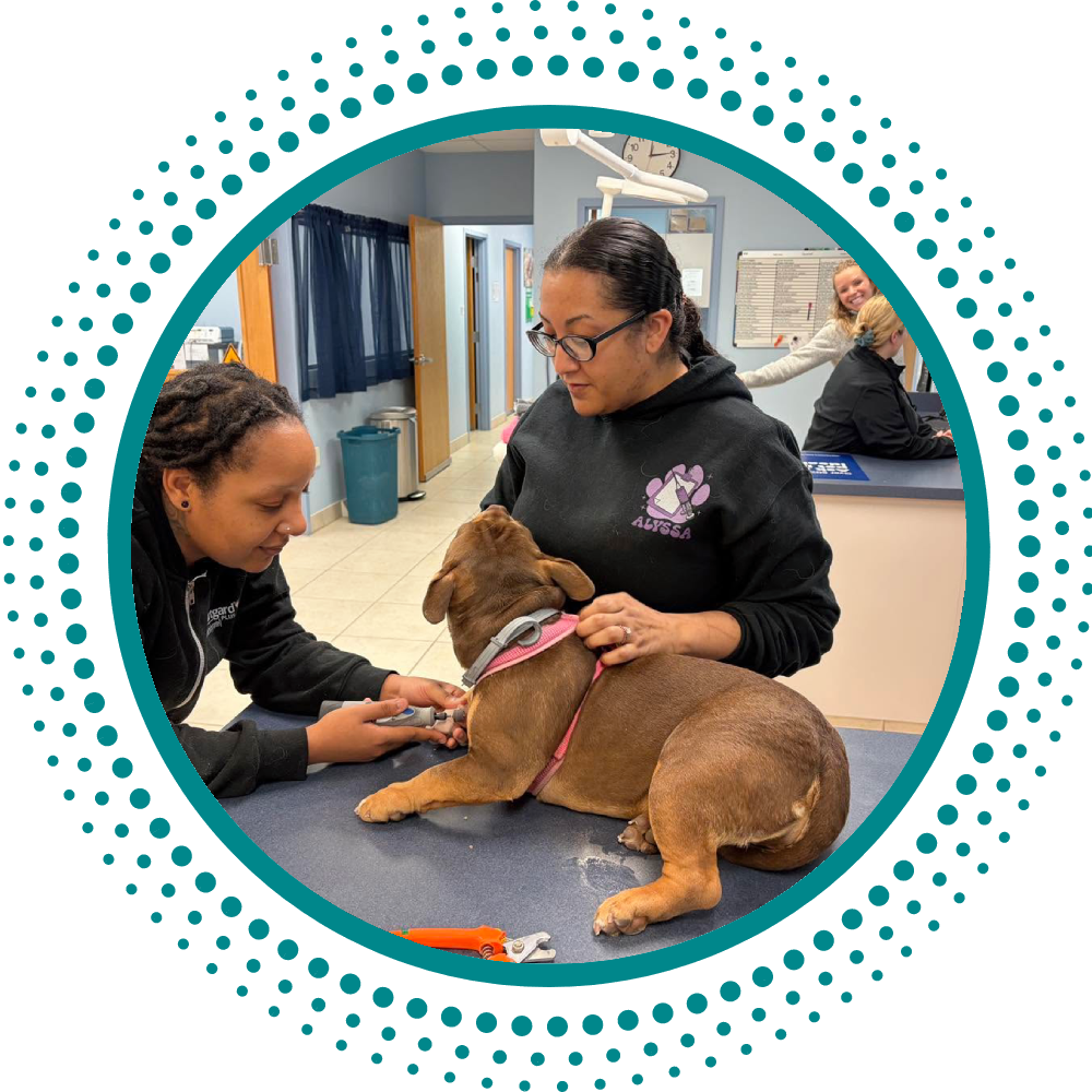 Contact Chagrin Animal Clinic